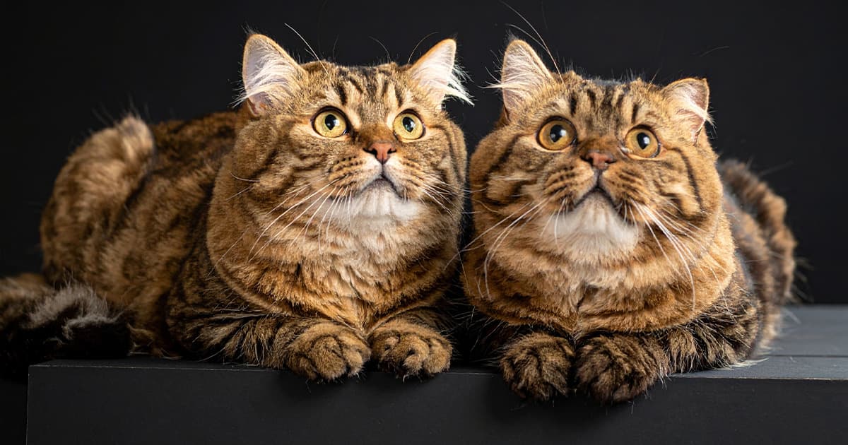 猫が２匹揃って上の同じ方向を見ている