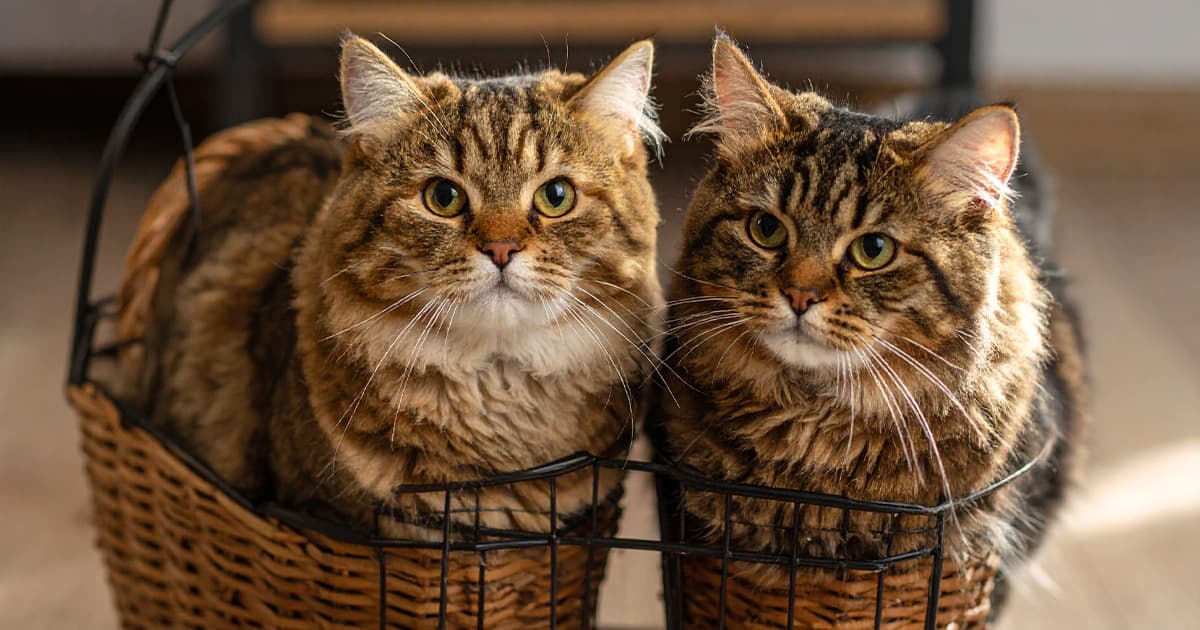 カゴのに入っている猫が２匹